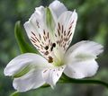 Photo Alstroemeria, Peruvian Lily, Lily of the Incas description