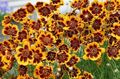   oranžna Vrtno Cvetje Burridges Greenthread, Zelena Nit Burridge Je / Cosmidium burridgeanum, Thelesperma burridgeanum fotografija