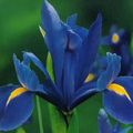   niebieski Ogrodowe Kwiaty Ksifium (Dutch Iris, Iris Angielski) / Xiphium zdjęcie