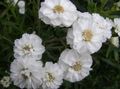   weiß Gartenblumen Sneezewort, Sonnenbraut, Brideflower / Achillea ptarmica Foto