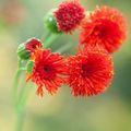   red Tassel flower, Flora's paintbrush / Emilia coccinea, Emilia javanica, Cacalia coccinea Photo
