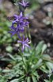   modrá Záhradné kvety Asyneuma fotografie