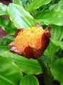 Photo Torch Lily, Blood Lily, Paintbrush Lily, Football Lily, Powderpuff Lily, Fireball Lily description