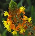   orange Hage blomster Bulbine, Bulbinella, Brenne Gelé Plante, Forfulgt Bulbine, Oransje Bulbine Bilde
