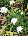   white Garden Flowers Sea thrift / Armeria  juniperifolia Photo