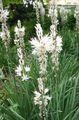   ホワイト 庭の花 白アスフォデル / Asphodelus フォト