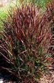   бордовий Декоративні Рослини Просо (Панікум) злаки / Panicum Фото