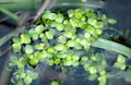 Photo Duckweed Aquatic Plants description