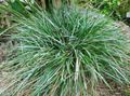 Photo Blue Moor-grass Cereals description