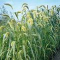   green Ornamental Plants Foxtail Millet cereals / Setaria Photo