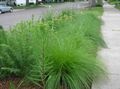   grün Dekorative Pflanzen Sporobolus, Wiese Dropseed getreide Foto