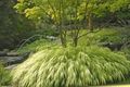 Foto Hakone Gras, Japanische Gras Getreide Beschreibung