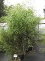   green Ornamental Plants Bamboo cereals / Phyllostachys Photo