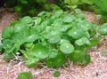 Photo Whorled, Water Pennywort, Dollarweed, Manyflower Marsh Pennywort Aquatic Plants description