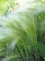 Photo Foxtail barley, Squirrel-Tail Cereals description