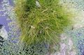   zelena Okrasne Rastline Spike Rush žito / Eleocharis fotografija