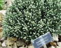 Foto Helichrysum, Currykraut, Strohblumen Dekorative-Laub Beschreibung