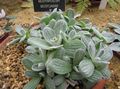 Foto Helichrysum, Currykraut, Strohblumen Dekorative-Laub Beschreibung