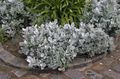   銀色 観賞植物 埃っぽいミラー、銀サワギク 緑豊かな観葉植物 / Cineraria-maritima フォト