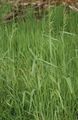   green Ornamental Plants Bowles Golden Grass, Golden Millet Grass, Golden Wood Millet cereals / Milium effusum Photo