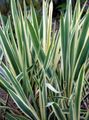Foto Adams Nadel Spoonleaf Yucca, Nadel-Palme Dekorative-Laub Beschreibung