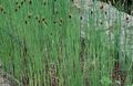  grün Dekorative Pflanzen Breitblättrigen Rohrkolben, Rohrkolben, Kosaken Spargel, Fahnen, Zwergrohrkolben, Anmutig Rohrkolben wasser / Typha Foto