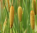   yeşil Süs Bitkileri Geniş Yapraklı Cattail, Saz, Kazak Kuşkonmaz, Bayraklar, Kamış Topuz, Cüce Cattail, Zarif Cattail su bitkileri / Typha fotoğraf