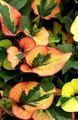   grænt Chameleon Planta ferskt ornamentals / Houttuynia mynd