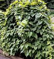 foto Dioscorea Caucasica Plantas Ornamentais Folhosos descrição
