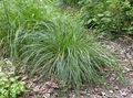   šviesiai žalia Dekoratyviniai Augalai Kuoduotųjų Hairgrass (Aukso Hairgrass) javai / Deschampsia caespitosa Nuotrauka