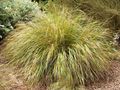 Foto Fasanenschwanz Gras, Federgras, Neuseeland Wind Gras Getreide Beschreibung