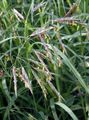   green Ornamental Plants Cheatgrass cereals / Bromus Photo