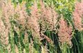 Photo Feather reed grass, Striped feather reed Cereals description