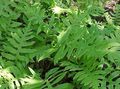   green Ornamental Plants Netted Chain Fern / Woodwardia areolata Photo