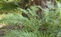   green Ornamental Plants Virginia Chain Fern / Woodwardia virginica Photo