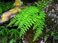   green Ornamental Plants Woodsia ferns Photo