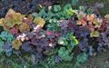  multicolor Ornamental Plants Heuchera, Coral flower, Coral Bells, Alumroot leafy ornamentals Photo