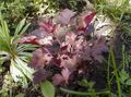   burgundy,claret Ornamental Plants Heuchera, Coral flower, Coral Bells, Alumroot leafy ornamentals Photo