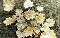 Foto Heuchera, Korallenrote Blumen, Korallen Glocken, Alumroot Dekorative-Laub Beschreibung