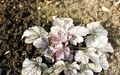   silvery Ornamental Plants Heuchera, Coral flower, Coral Bells, Alumroot leafy ornamentals Photo