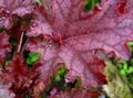   red Ornamental Plants Heuchera, Coral flower, Coral Bells, Alumroot leafy ornamentals Photo