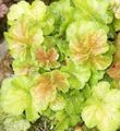   light green Ornamental Plants Heuchera, Coral flower, Coral Bells, Alumroot leafy ornamentals Photo