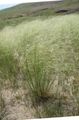   silvery Ornamental Plants Porcupine Grass cereals / Hesperostipa Photo