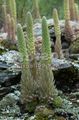   clair-vert des plantes décoratives Les Bouchons De Cancre / Orostachys Photo