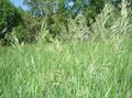 Photo Scented holy grass, Sweetgrass, Seneca Grass, Vanilla Grass, Buffalo Grass, Zebrovka Cereals description