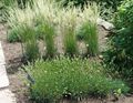   green Ornamental Plants Glaucous Hair-Grass, Large Blue June Grass, Large Blue Hair Grass cereals / Koeleria Photo