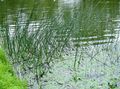   vert des plantes décoratives Le Vrai Scirpe les plantes de l'eau / Scirpus lacustris Photo