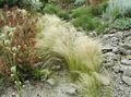 Photo Feather Grass, Needle grass, Spear grass Cereals description