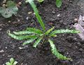   მწვანე დეკორატიული მცენარეები Hart ენა Fern გვიმრები / Phyllitis scolopendrium სურათი