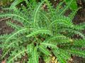   green Ornamental Plants Hart's tongue fern / Asplenium Photo